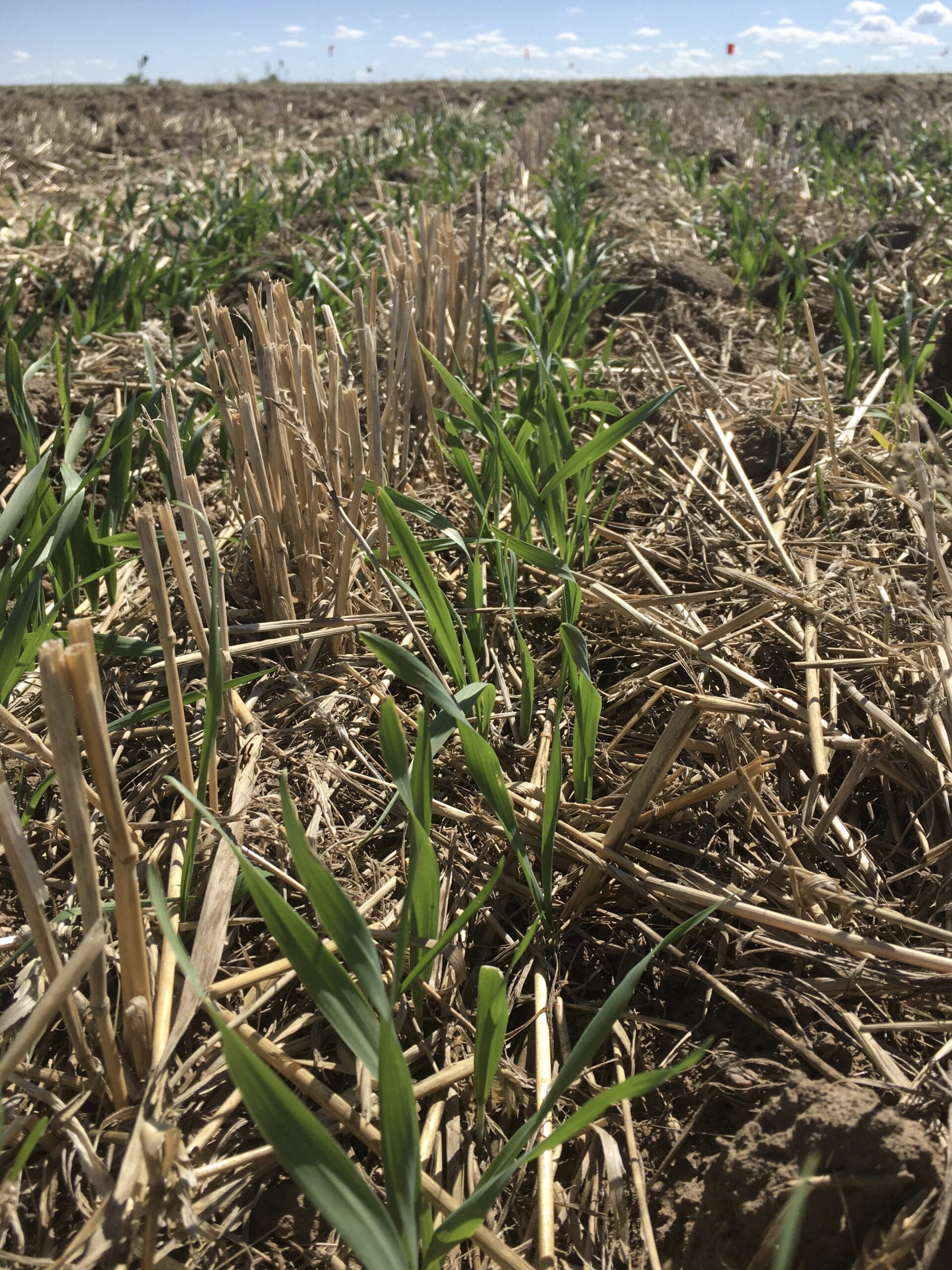 Increasing Seeding Rate to manage FHB in Wheat