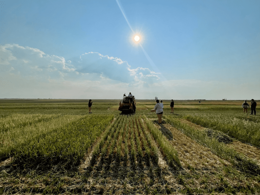 Annual Forages in a Rotation