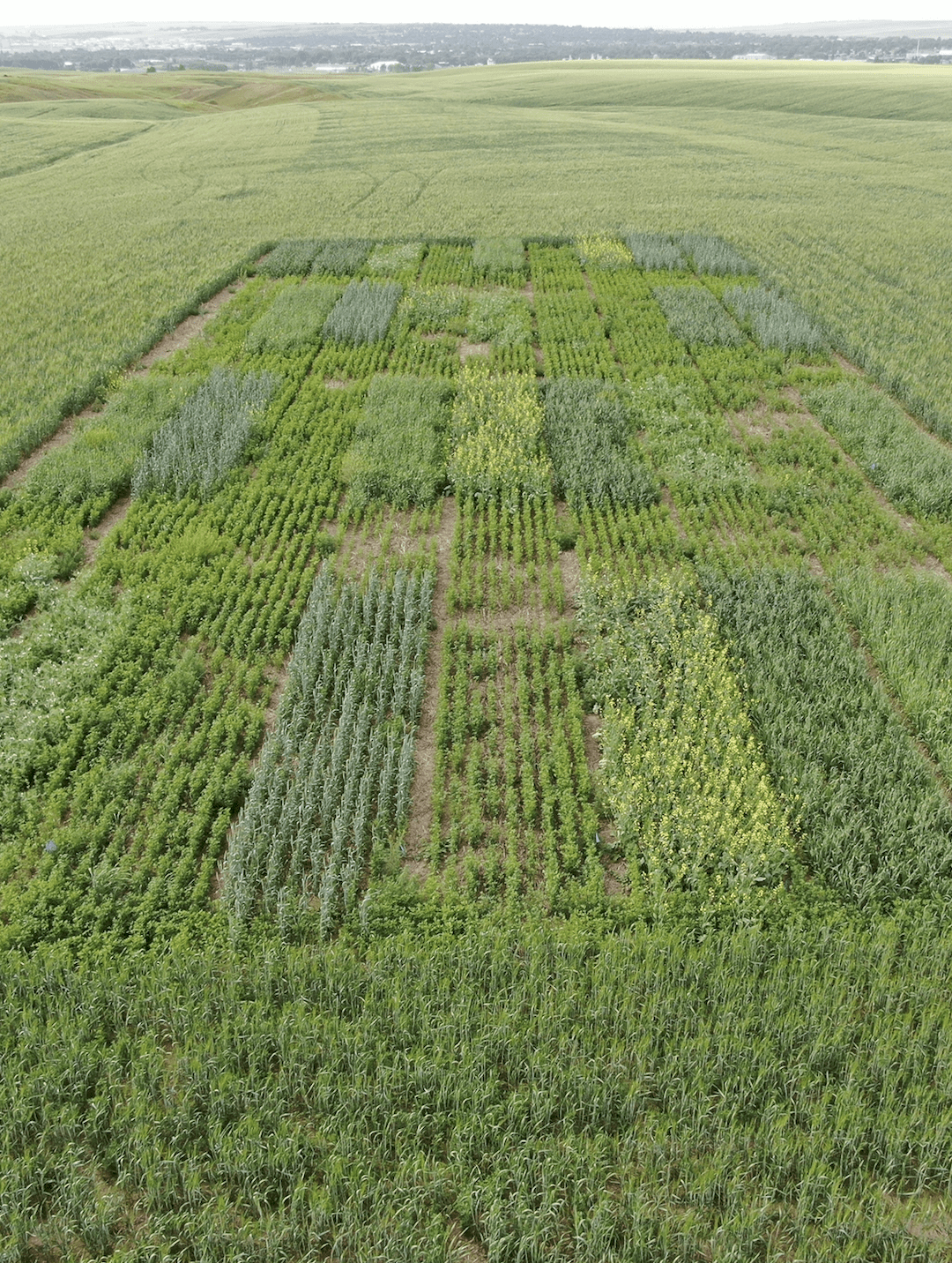 Annual Forages in a Rotation