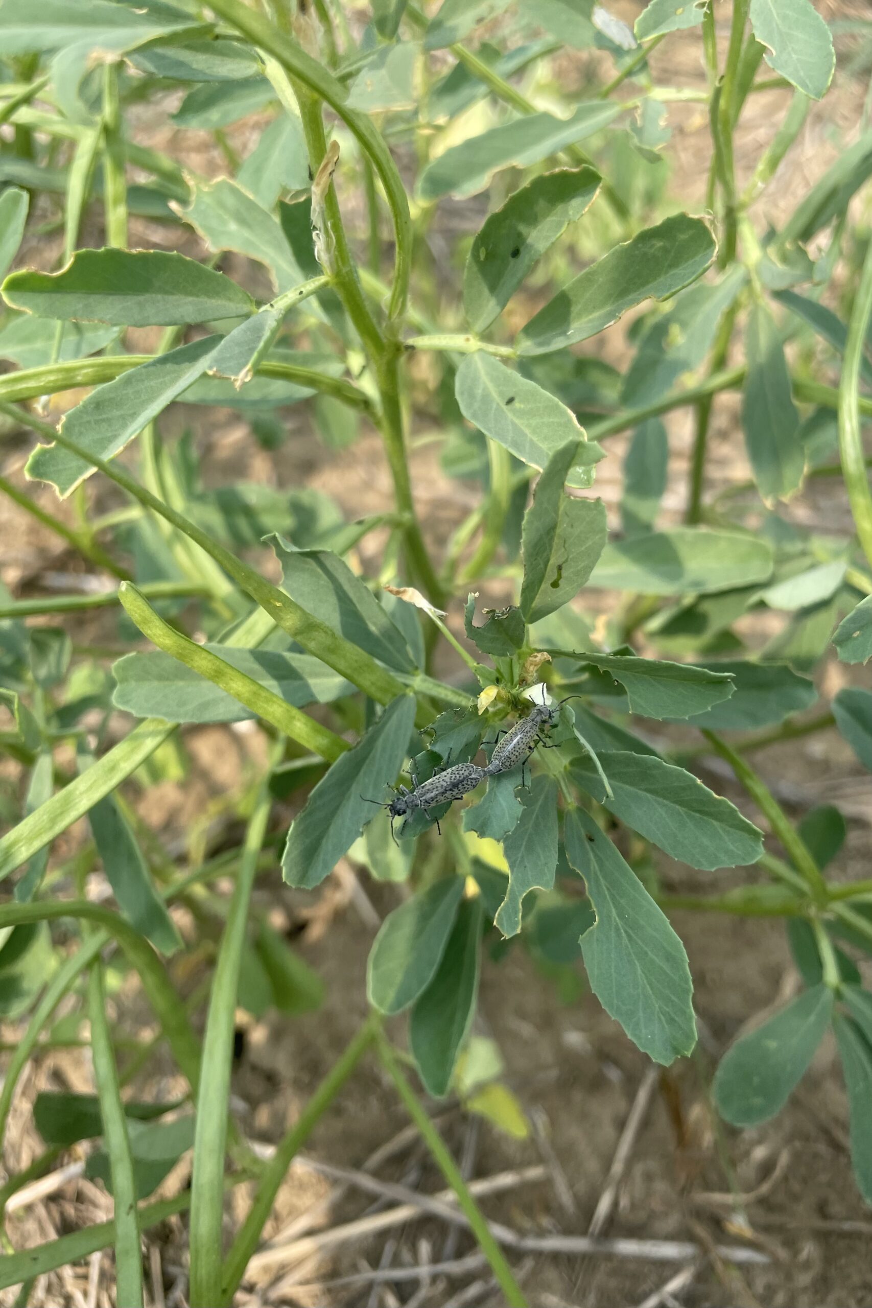 Annual Forages in a Rotation